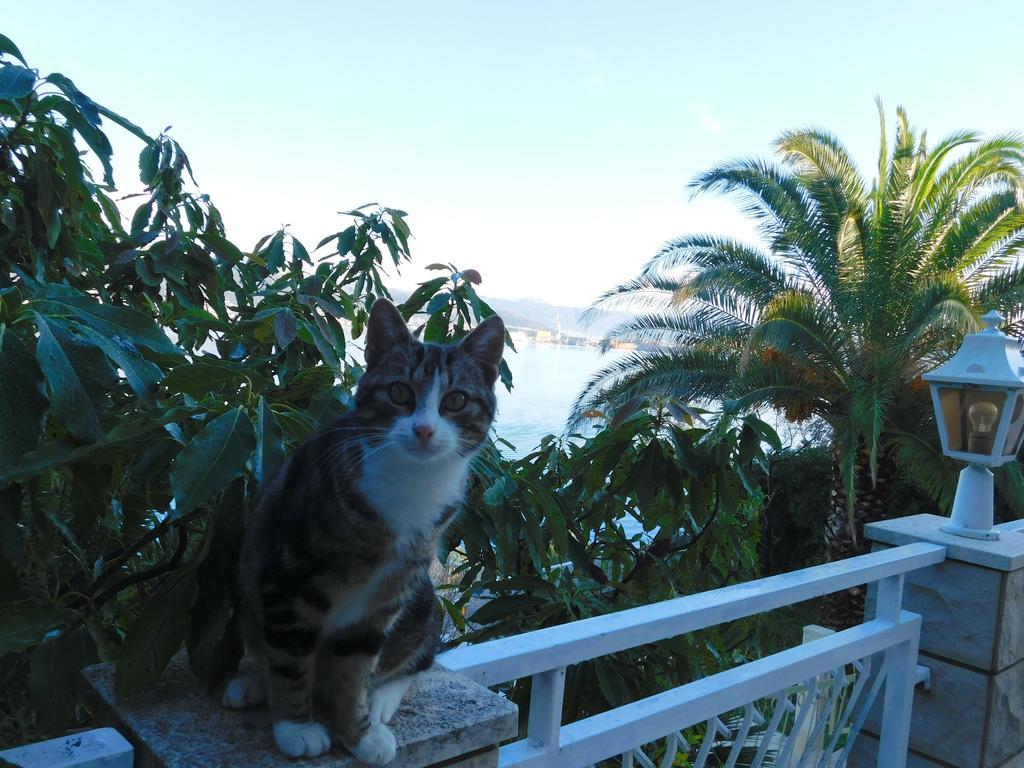 Villa Corona Donji Okrug  Buitenkant foto